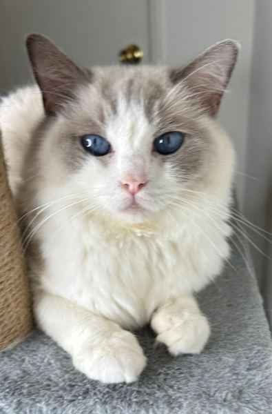 Jasmine, blue bicolor Ragdoll queen, sitting on a cat tree