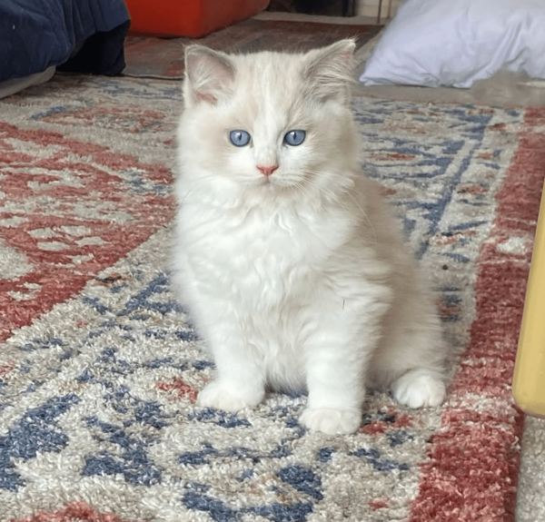 A fluffy Ragdoll kitten with blue eyes sitting on a patterned rug