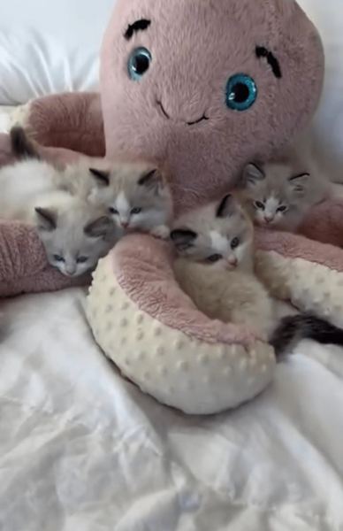A litter of Ragdoll kittens snuggled with a plush octopus