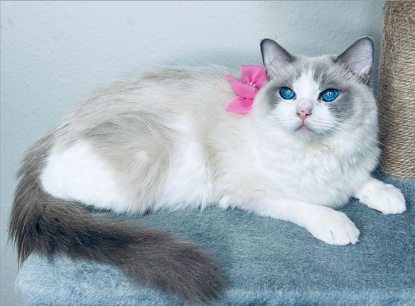 Pixie, blue bicolor Ragdoll queen with a pink bow, resting on a cat tree