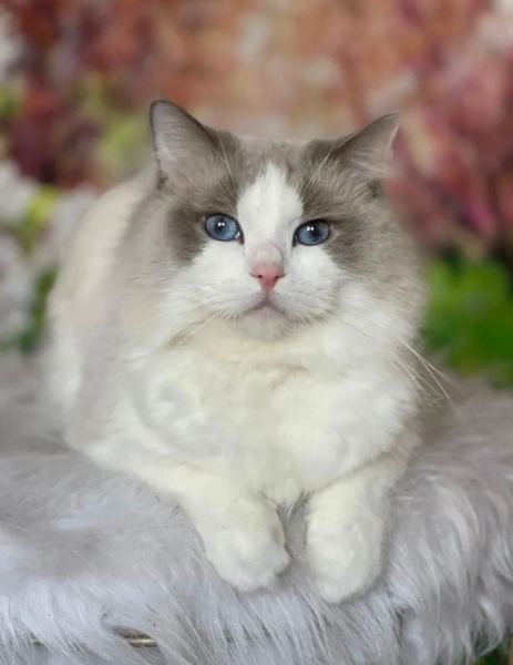 Silver, blue bicolor Ragdoll king, lounging on a soft blanket