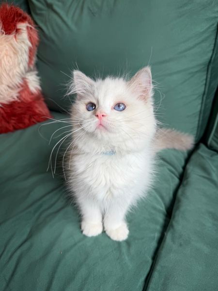 Simba, a male blue bicolor Ragdoll kitten sitting on a green couch